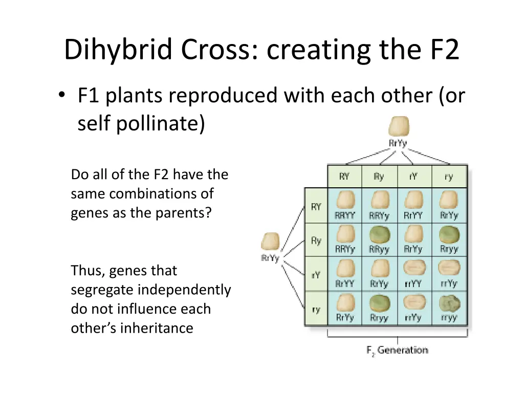 dihybrid cross creating the f2