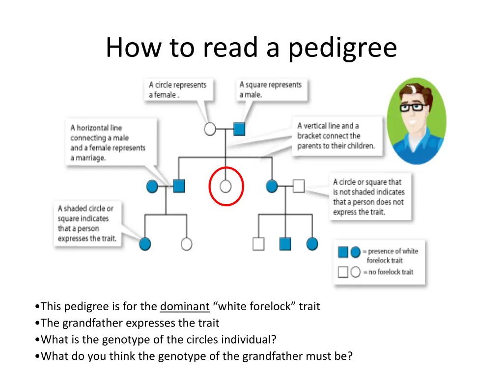 how to read a pedigree 1