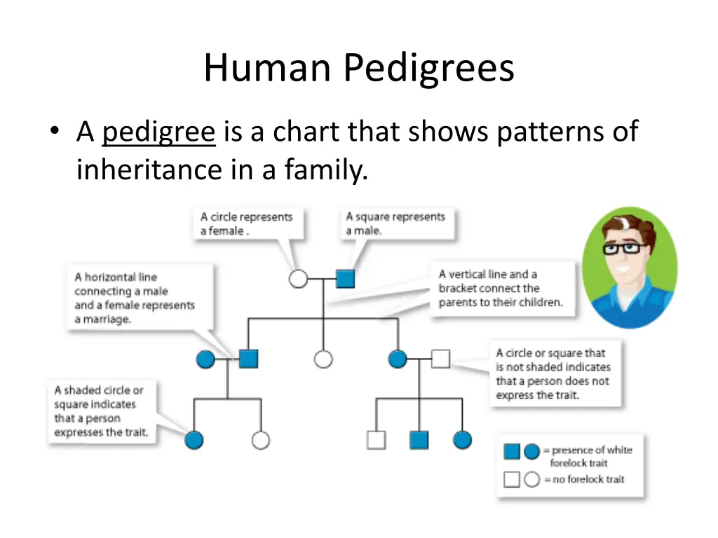 human pedigrees