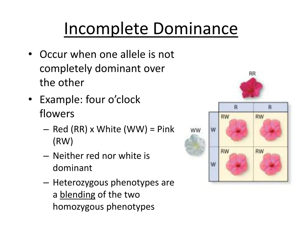 incomplete dominance