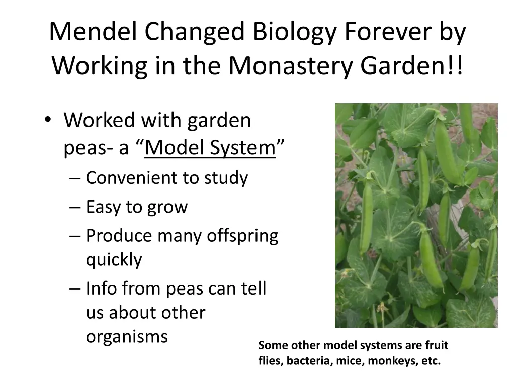 mendel changed biology forever by working