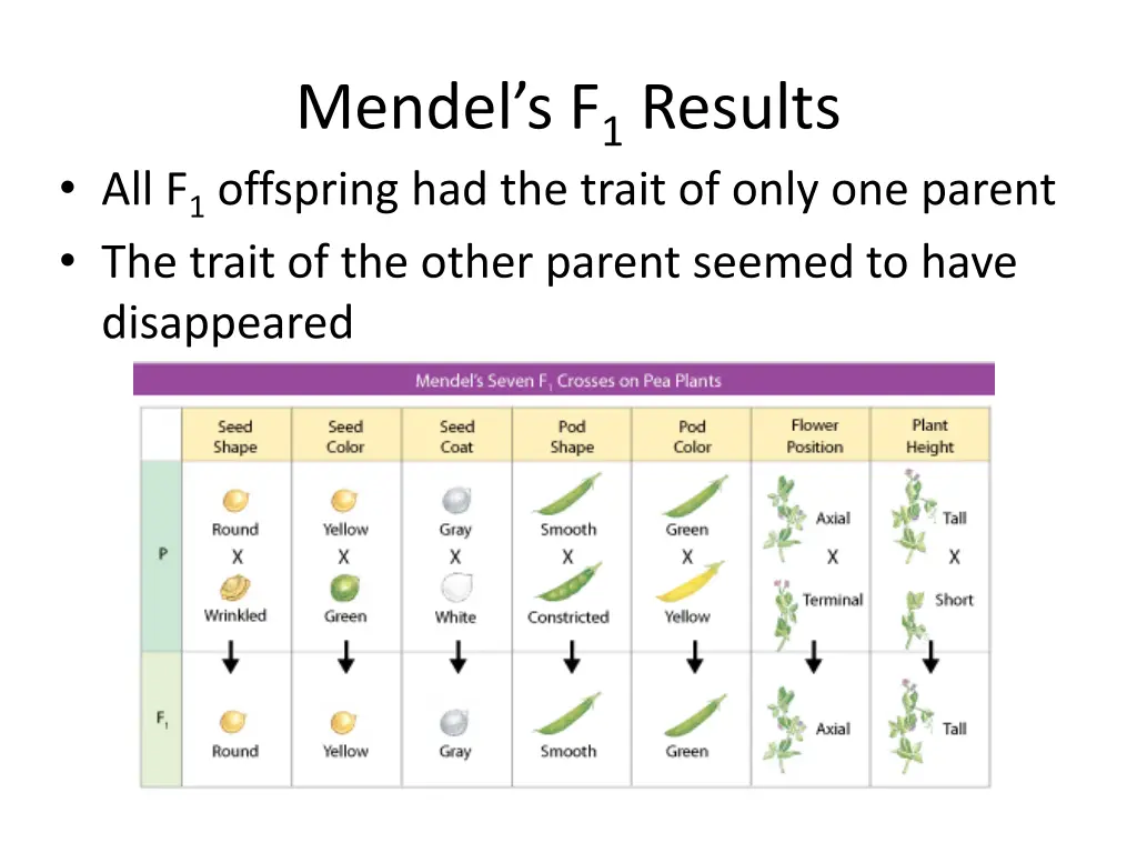 mendel s f 1 results all f 1 offspring