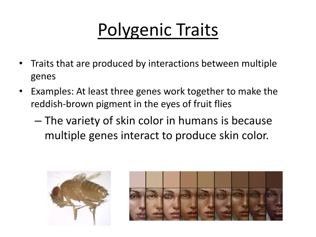 polygenic traits