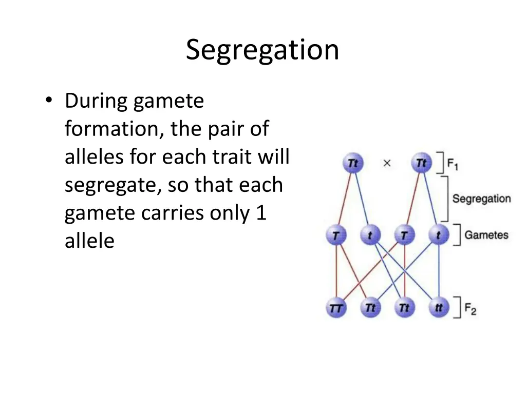 segregation 1