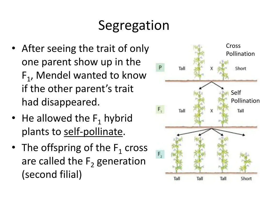 segregation