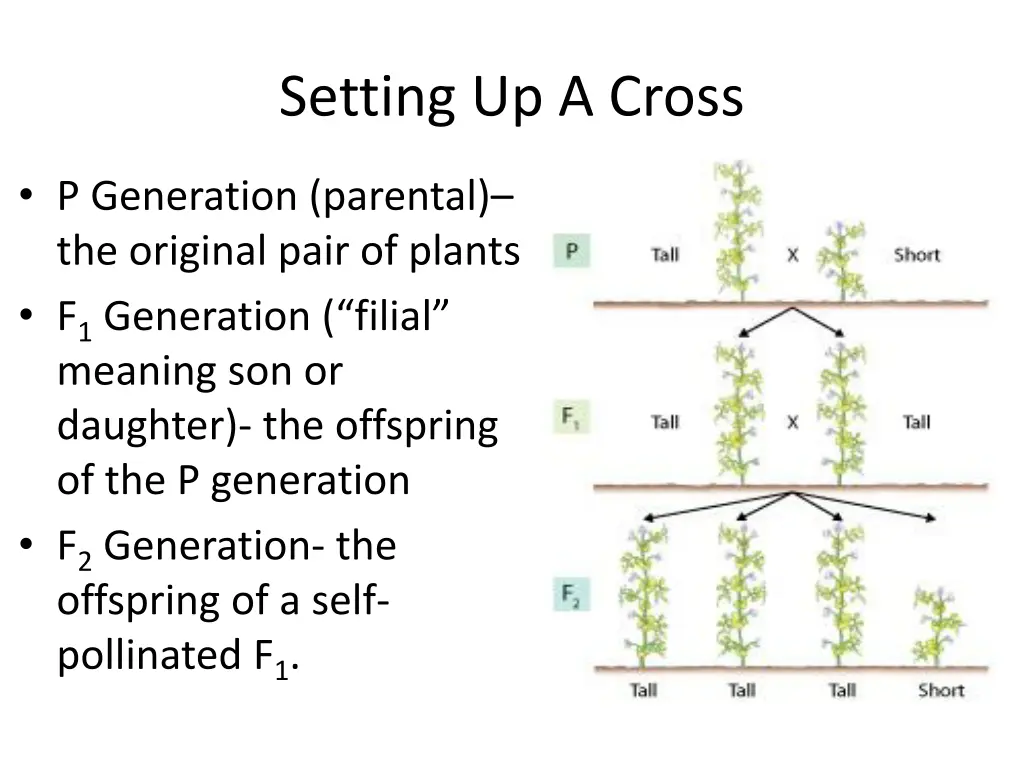 setting up a cross