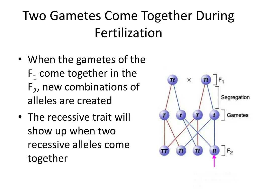 two gametes come together during fertilization