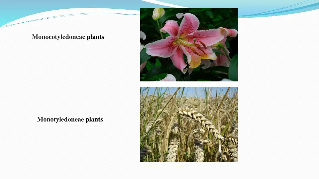 monocotyledoneae plants