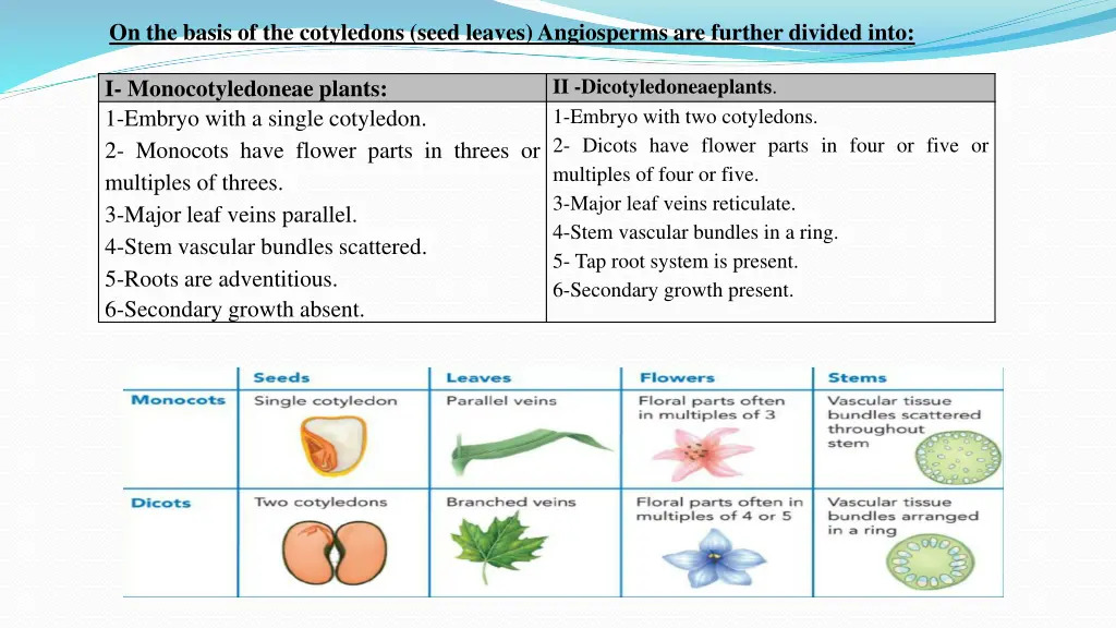 on the basis of the cotyledons seed leaves