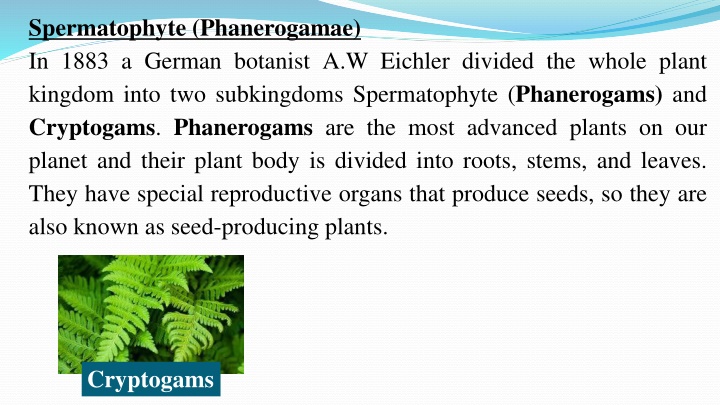 spermatophyte phanerogamae in 1883 a german