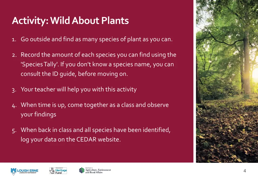 activity wild about plants