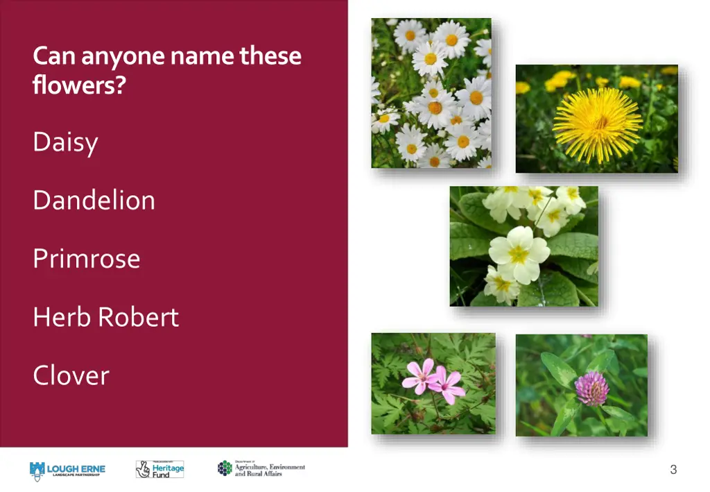 can anyone name these flowers