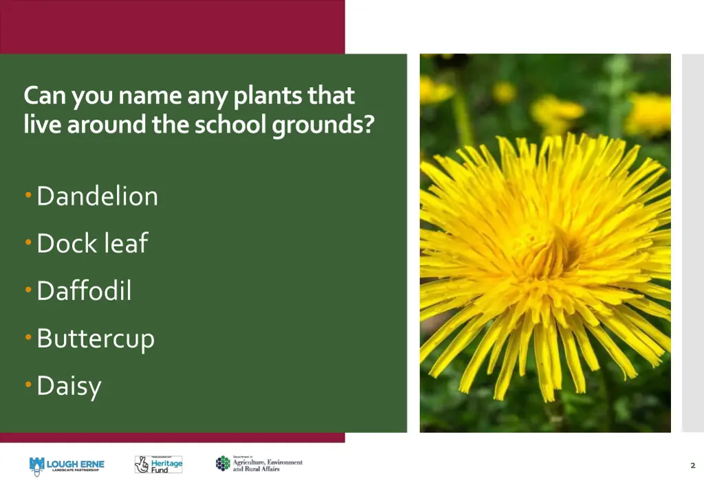 can you name any plants that live around