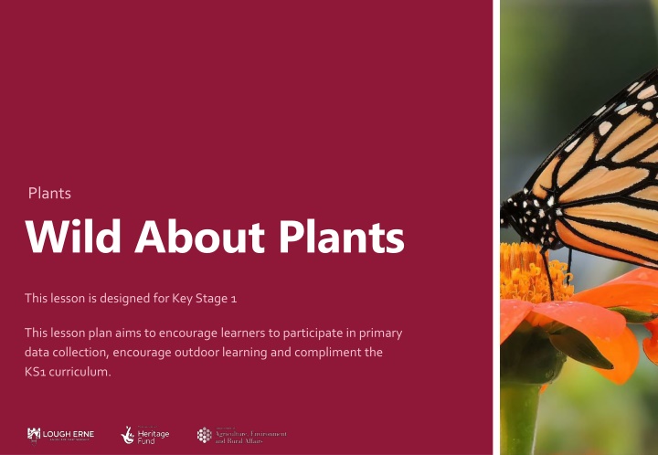 plants