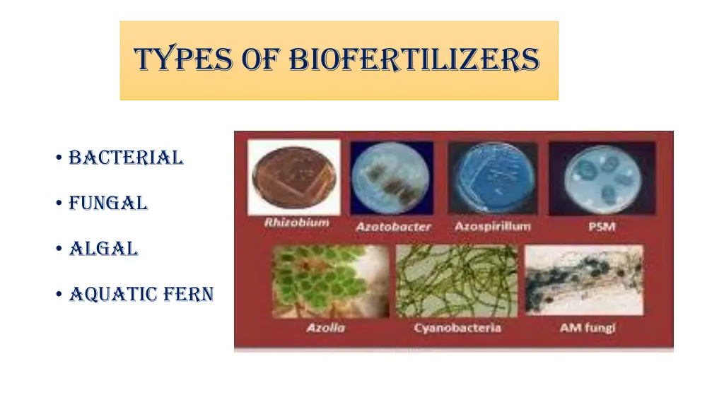 types of biofertilizers