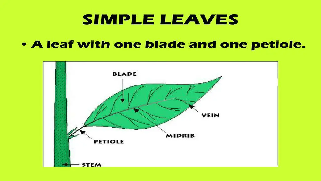 slide11