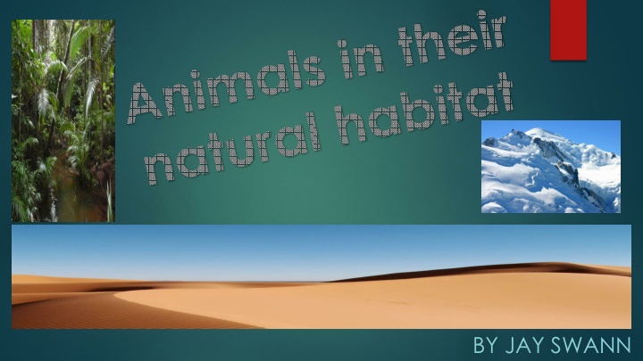 animals in their natural habitat
