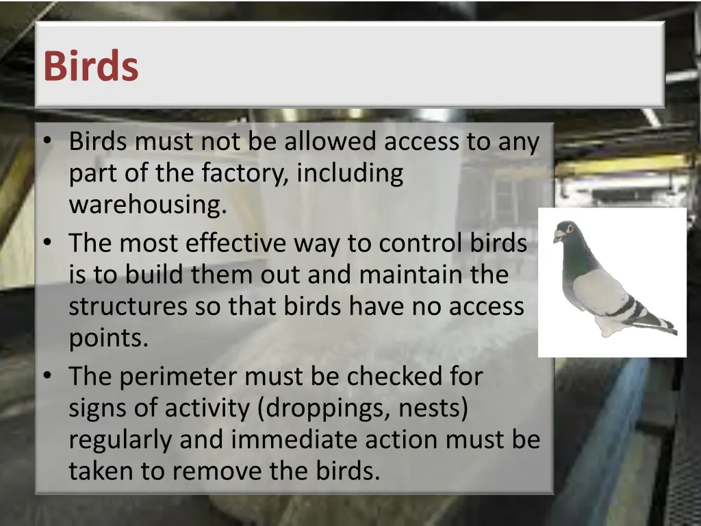 birds