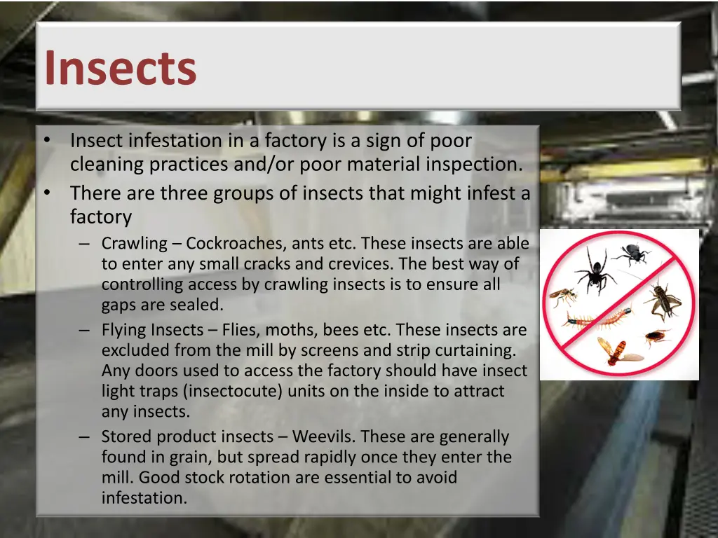 insects