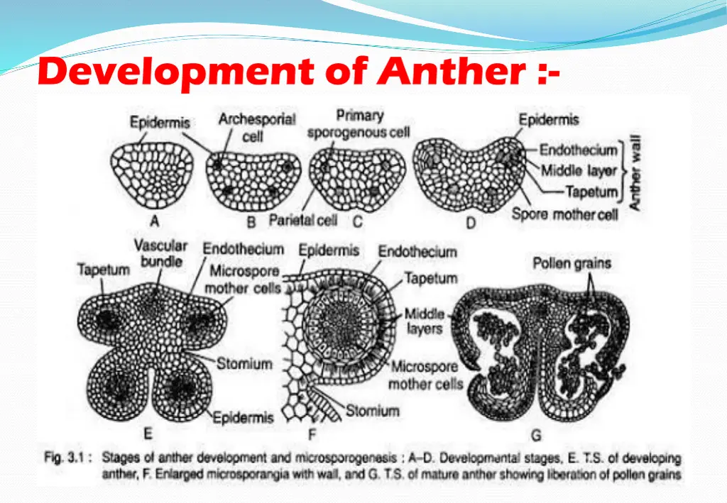 development of anther