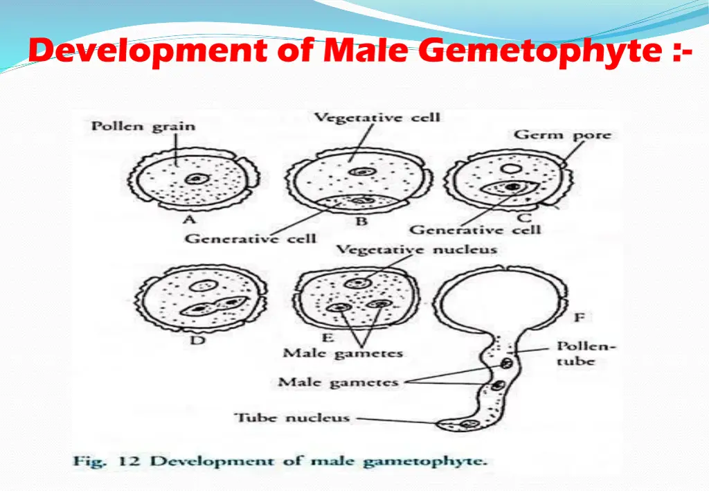 development of male gemetophyte