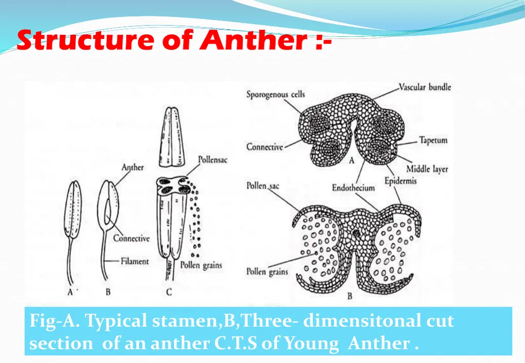 structure of anther