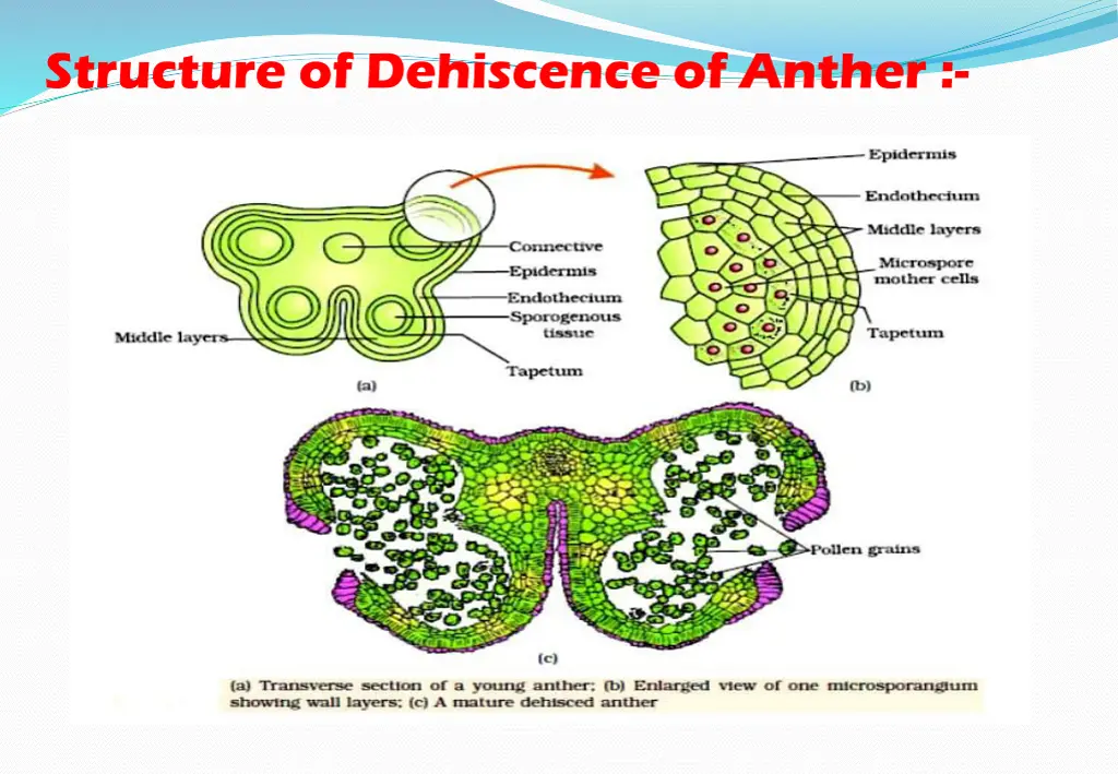 structure of dehiscence of anther