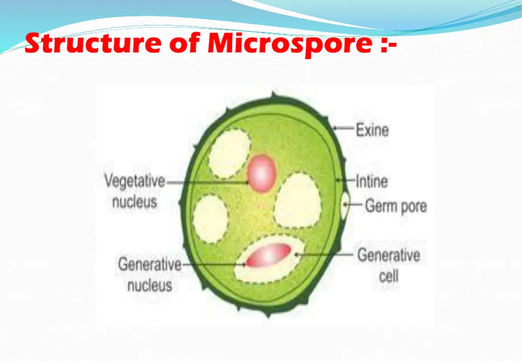 structure of microspore