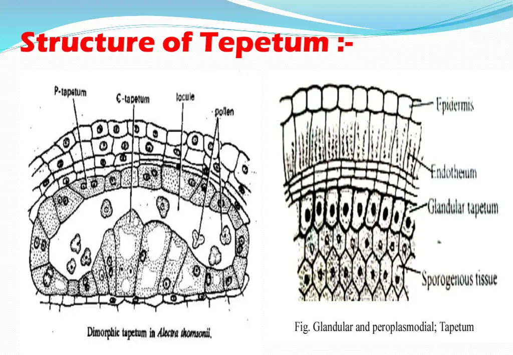 structure of tepetum