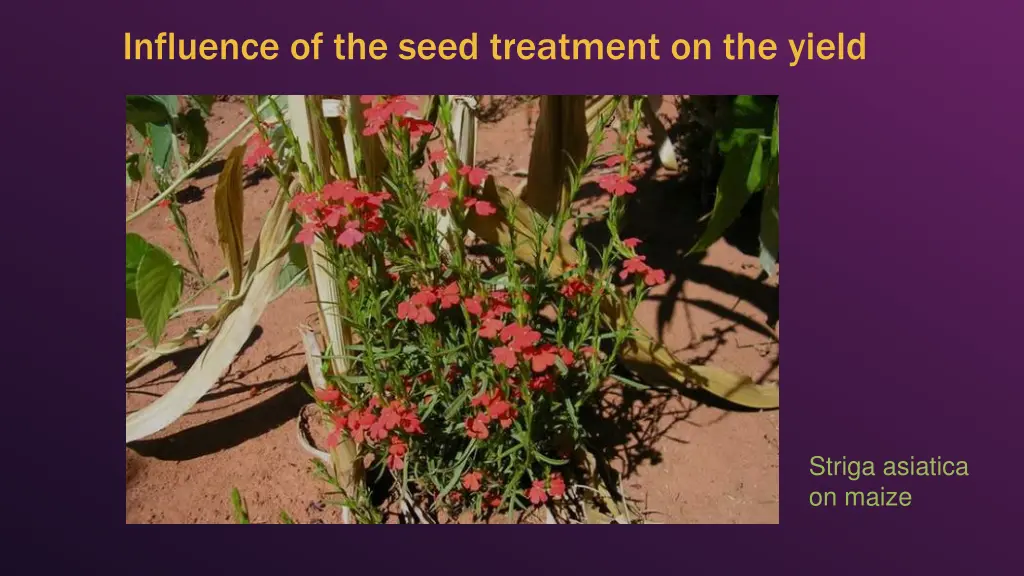 influence of the seed treatment on the yield 3