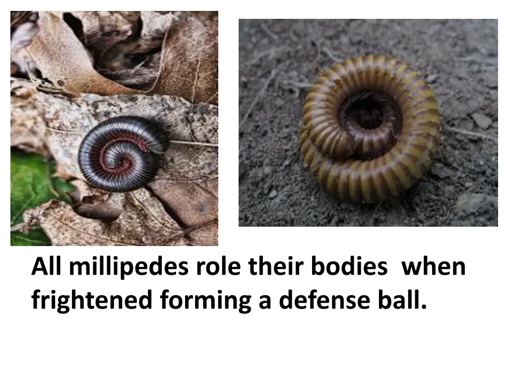 all millipedes role their bodies when frightened