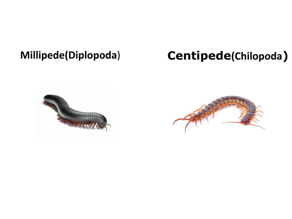 centipede chilopoda