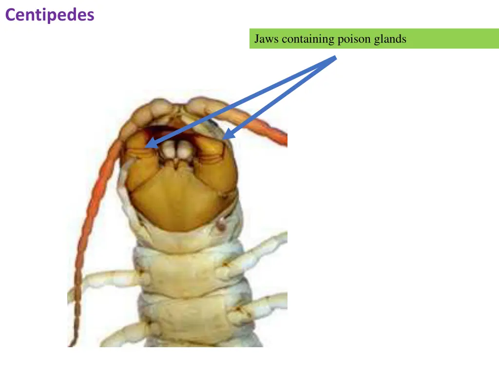 centipedes