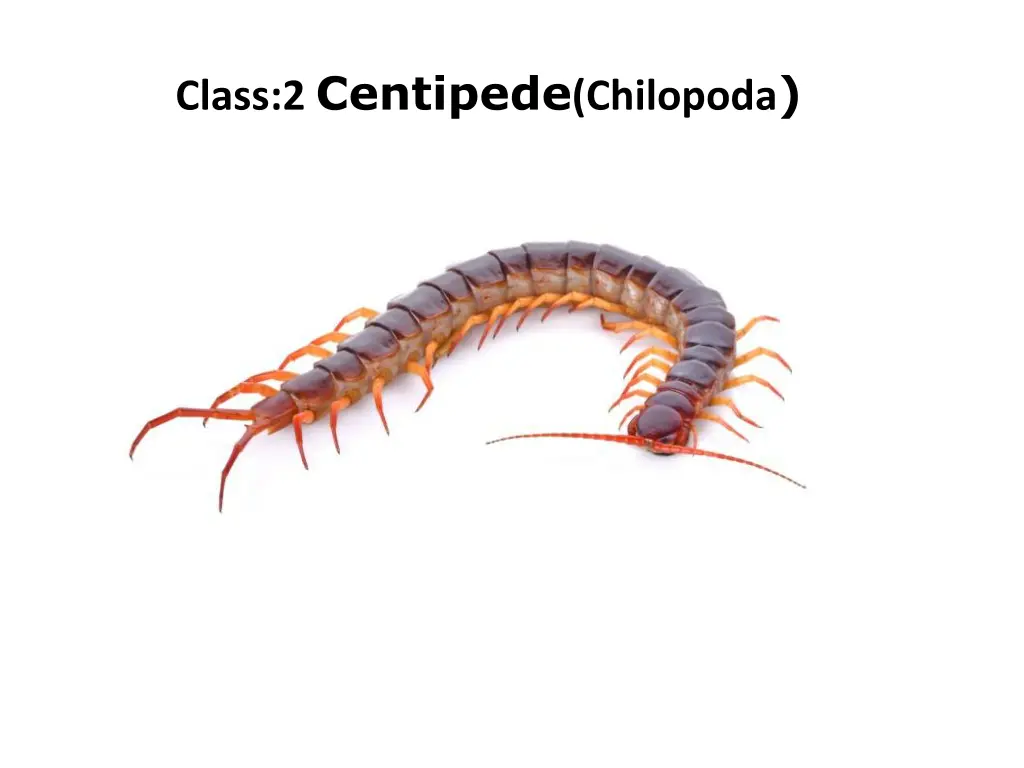 class 2 centipede chilopoda