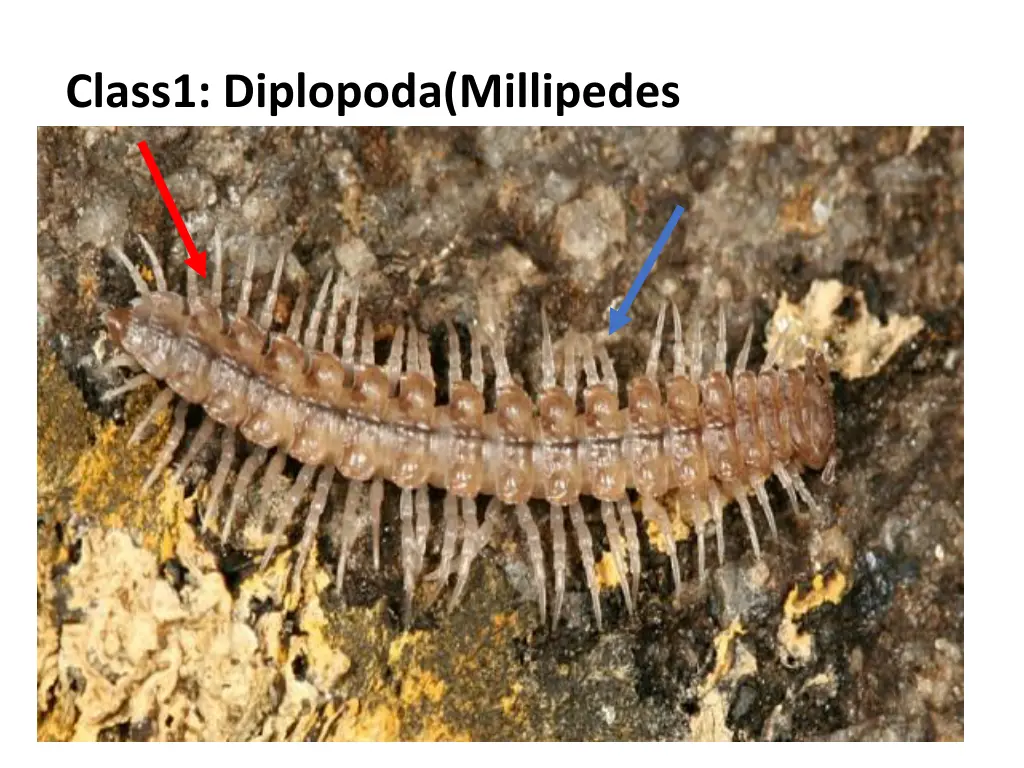 class1 diplopoda millipedes