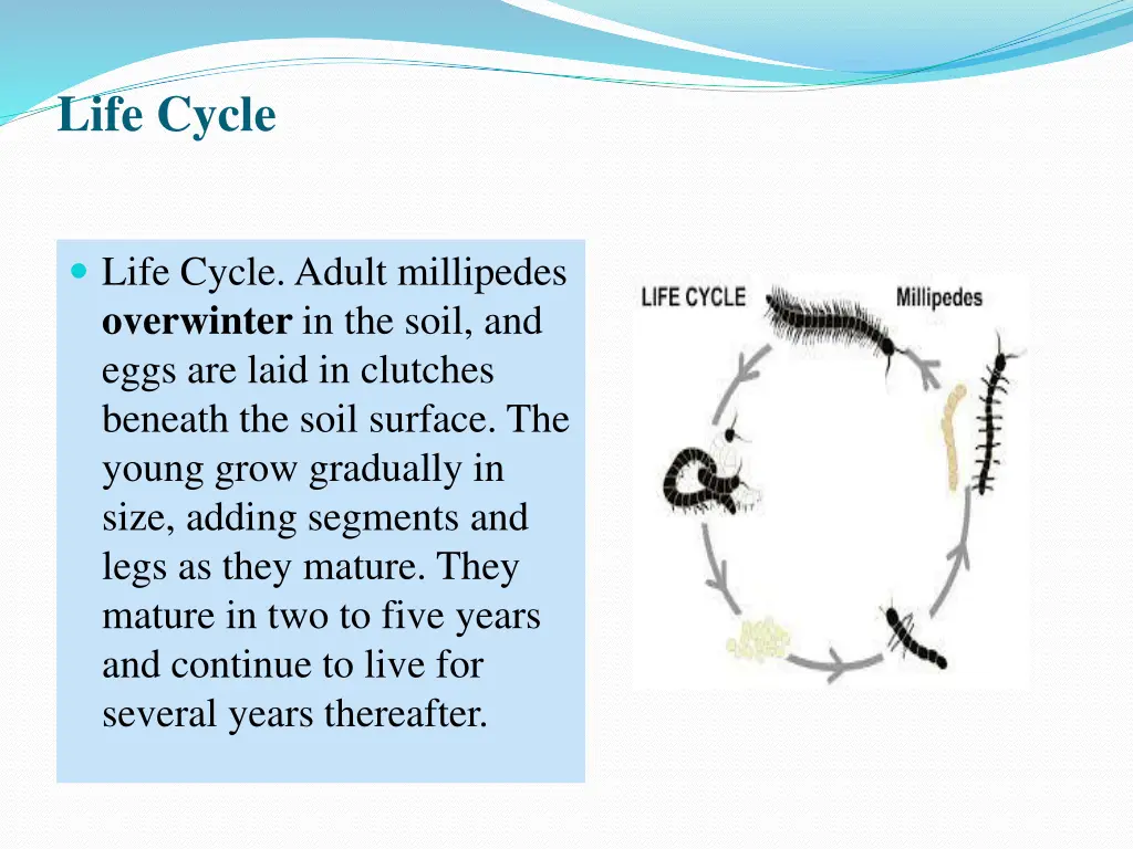 life cycle
