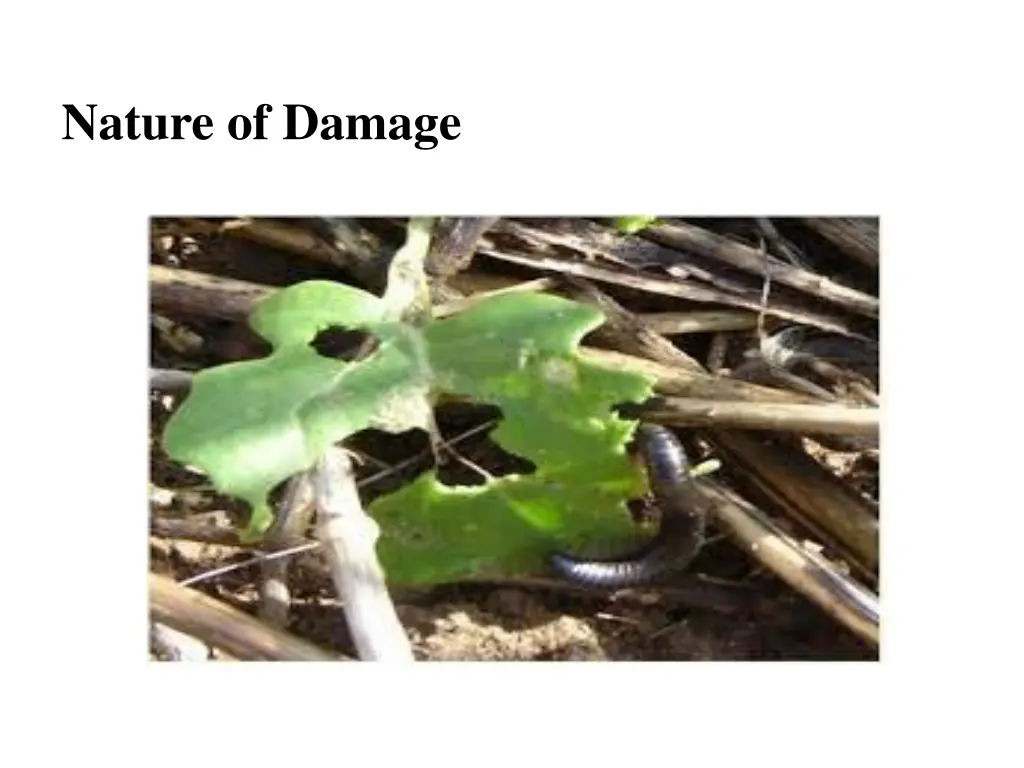 nature of damage 1