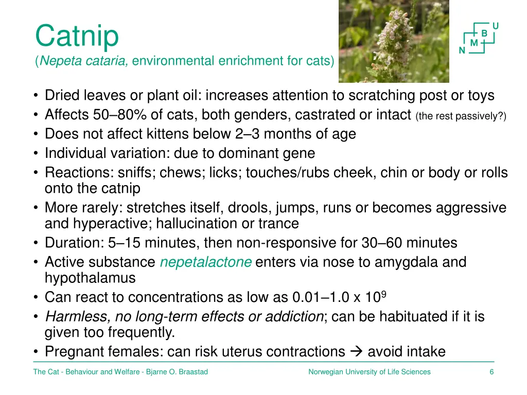 catnip nepeta cataria environmental enrichment