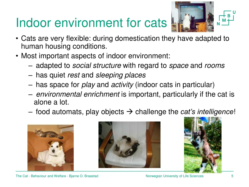 indoor environment for cats