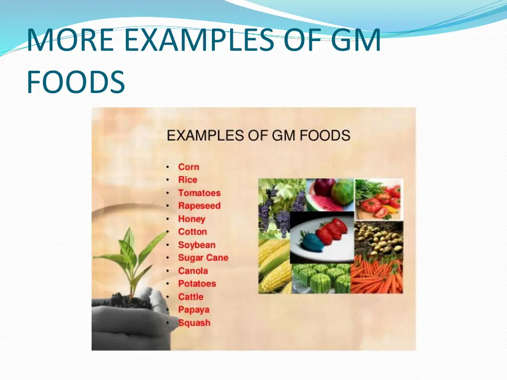 more examples of gm foods