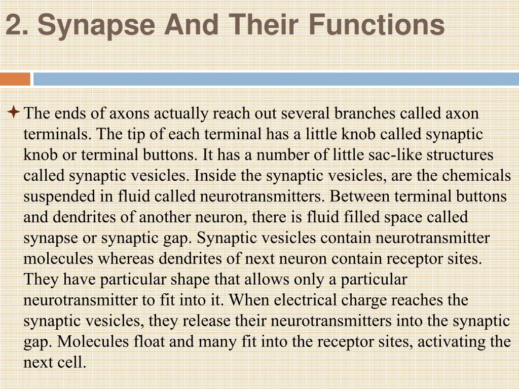2 synapse and their functions