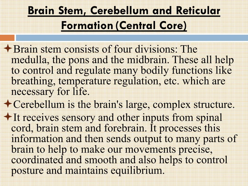 brain stem cerebellum and reticular formation
