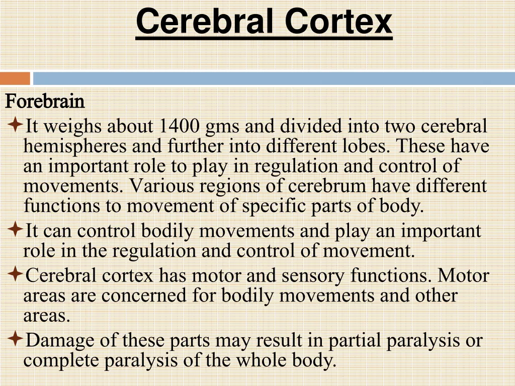 cerebral cortex