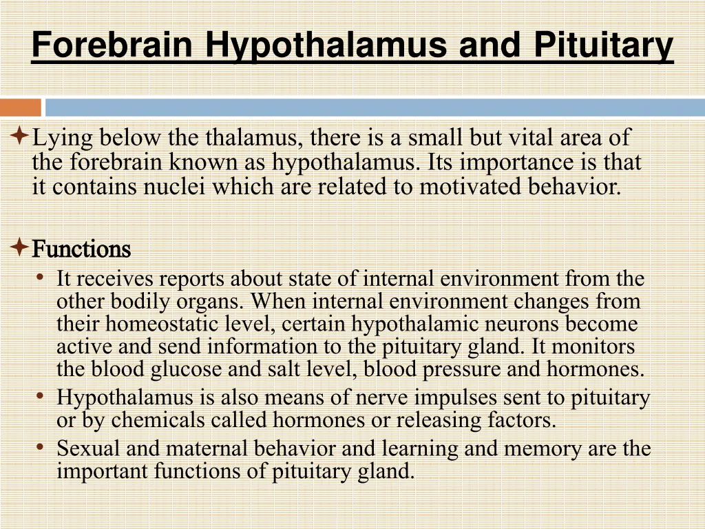 forebrain hypothalamus and pituitary