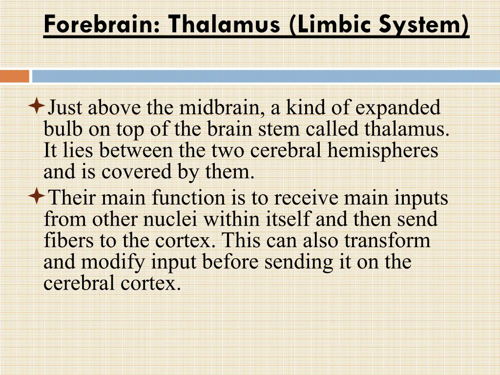 forebrain thalamus limbic system