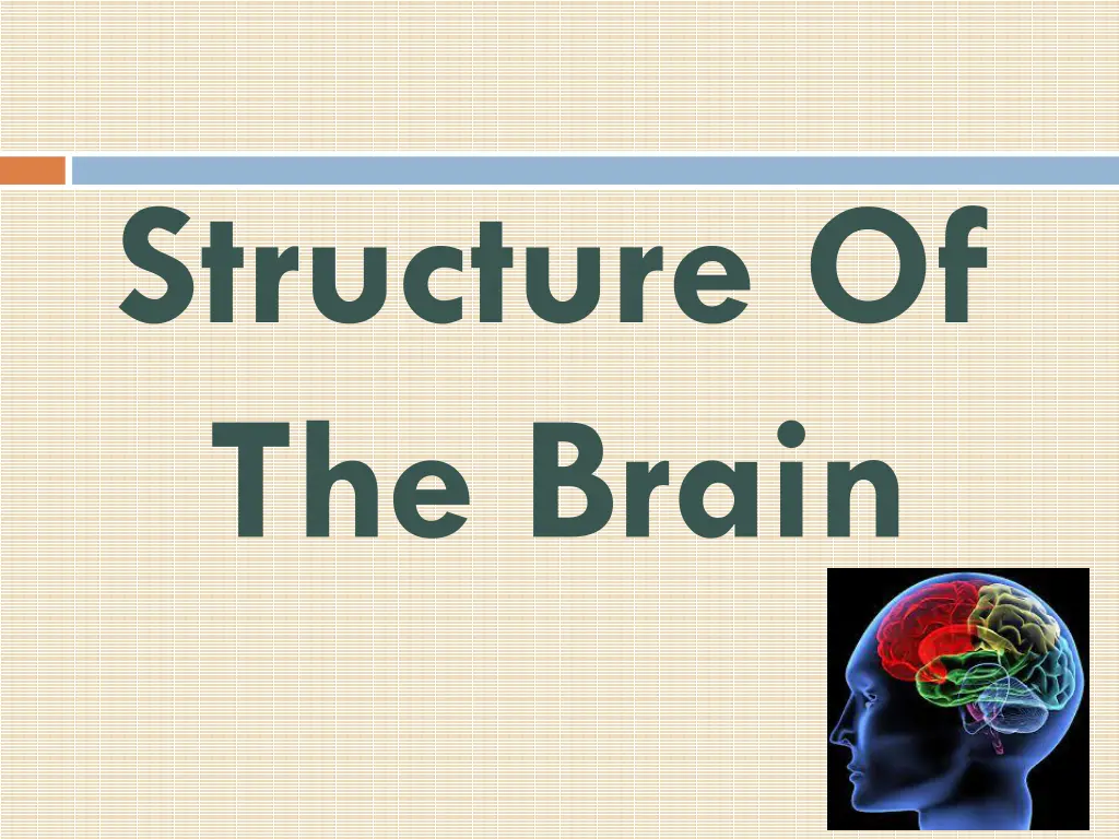 structure of the brain
