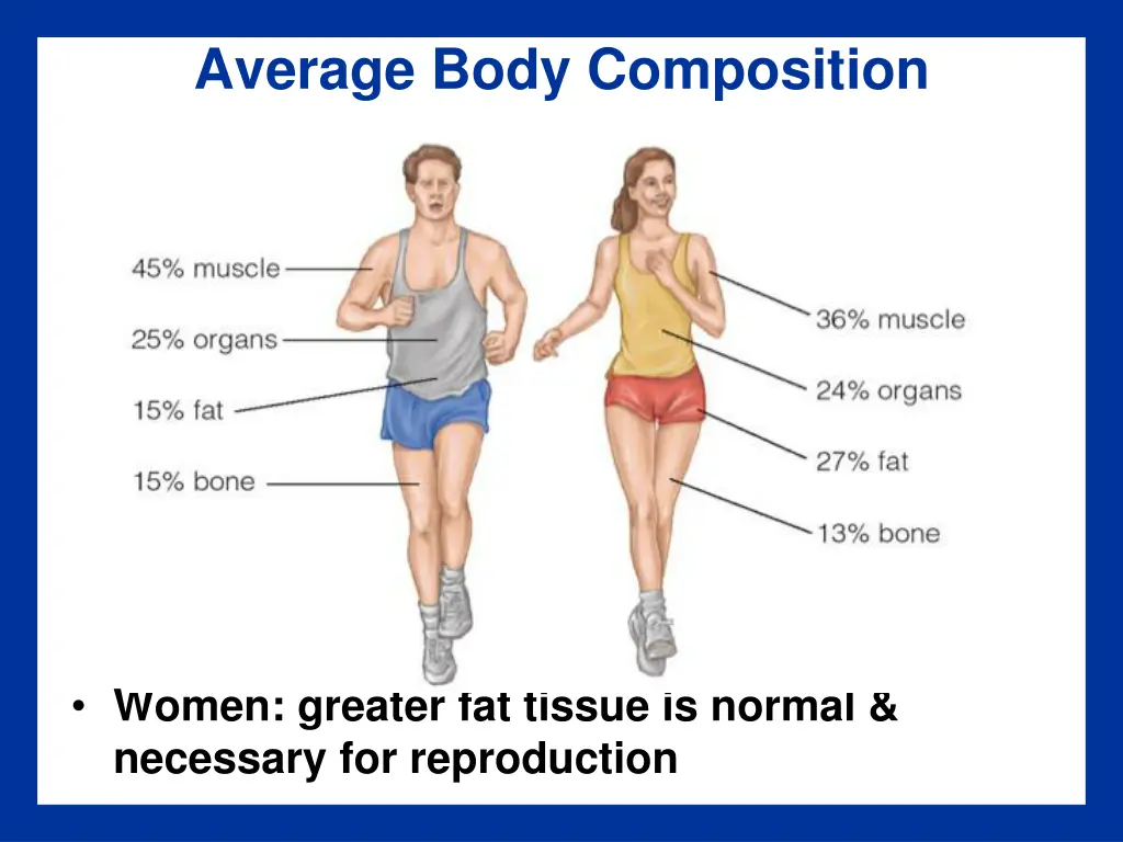 average body composition