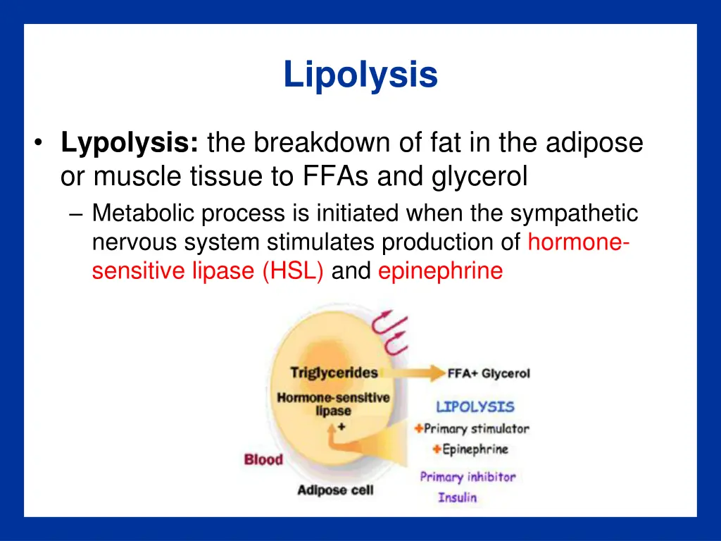 lipolysis
