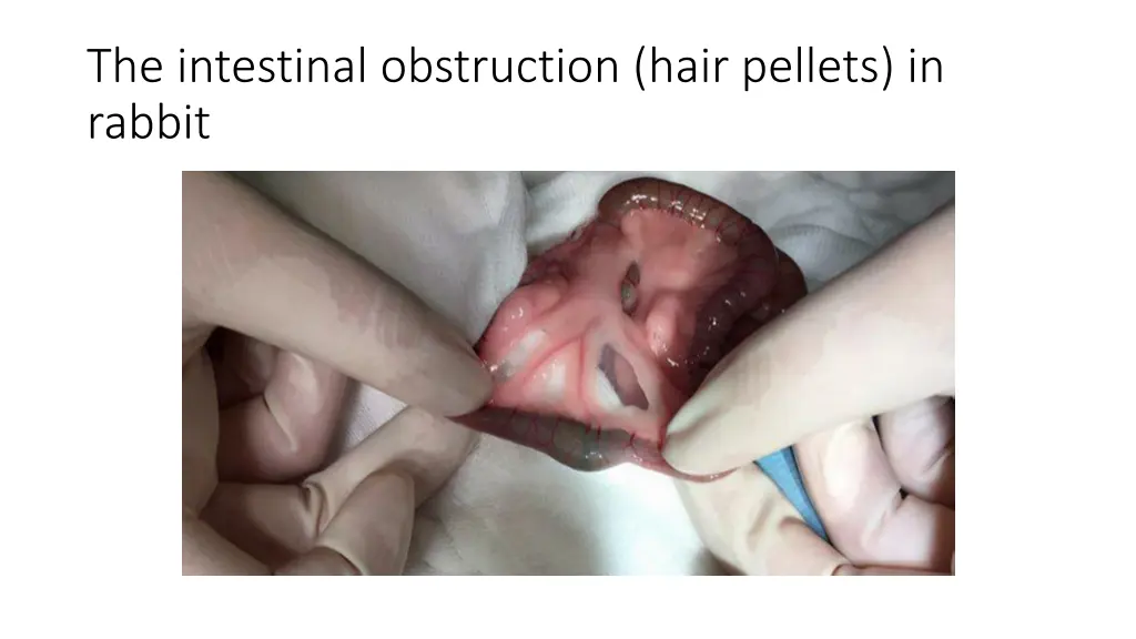 the intestinal obstruction hair pellets in rabbit