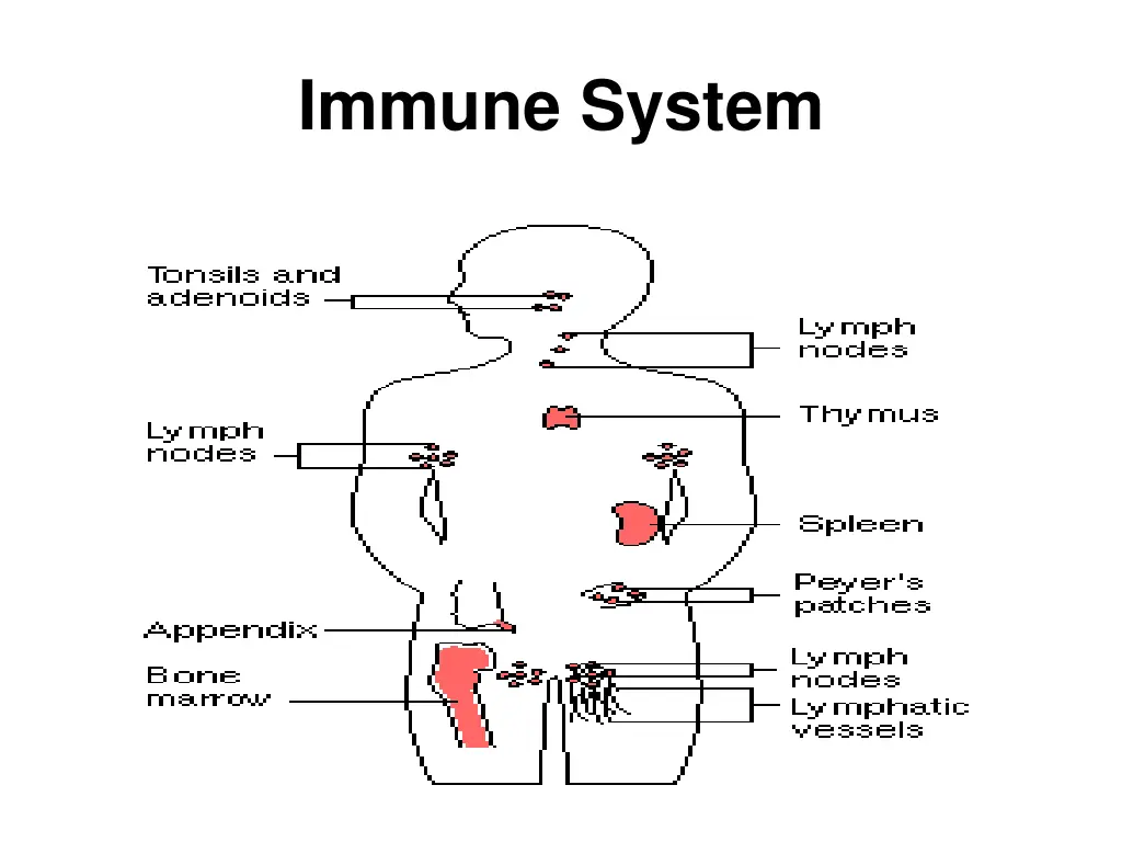 immune system